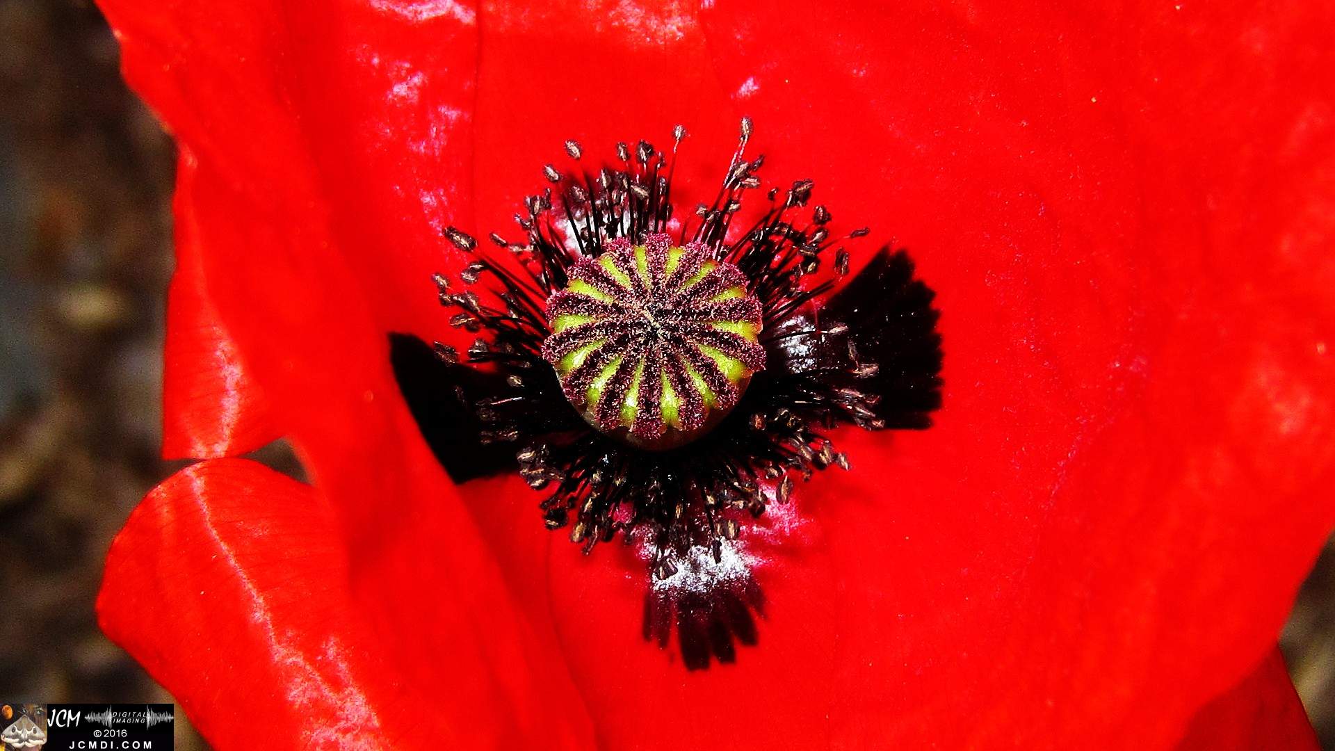 Amazing red flower (macro) � Bouquet Canyon 5-21-2016